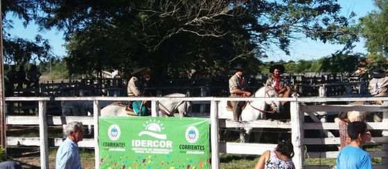 El ciclo de Remates Ganaderos no para y se concretó la cuarta jornada en Esquina