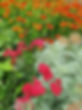 Planting 6_sml.jpg