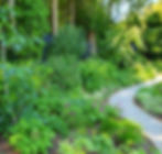 Woodland walk June