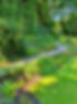 Woodland walk in June 1.jpg