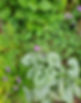 Long Ridings Planting 3_sml.jpg