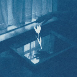 Lucy Ridges - The Window