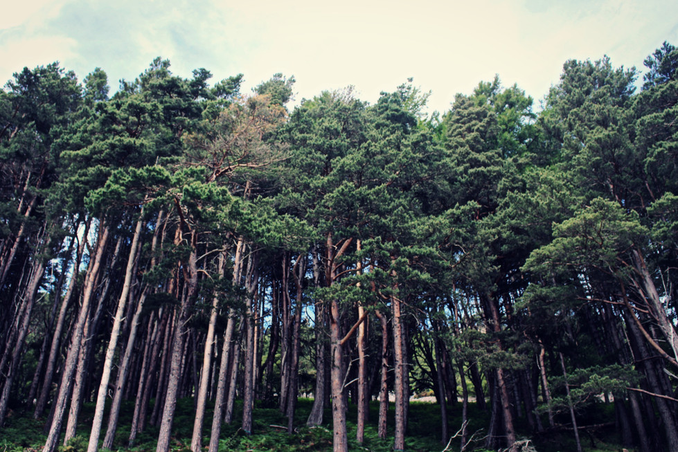 Tumbling Tree Cluster