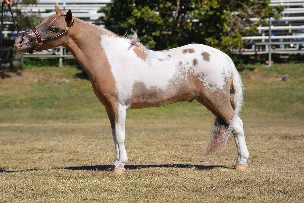 Independent Pinto Horse Society Inc