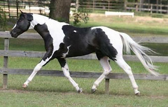 Independent Pinto Horse Society