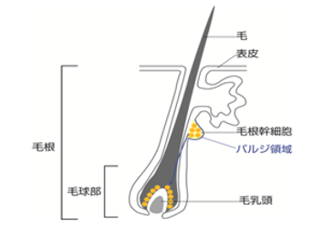 毛の構造.png