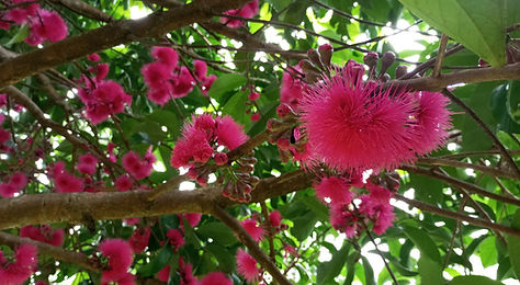 agroforestry walk.jpg