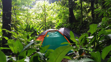 wild camp simolap leuser rainforest trek.jpg