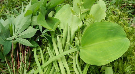 wild edible plant simolap.jpg
