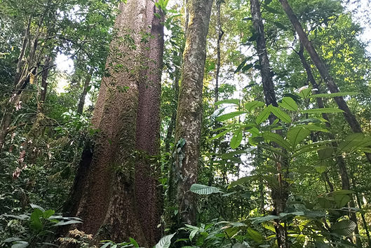 jungle trekking north sumatra