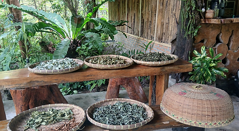 medicinal plant discovery.png