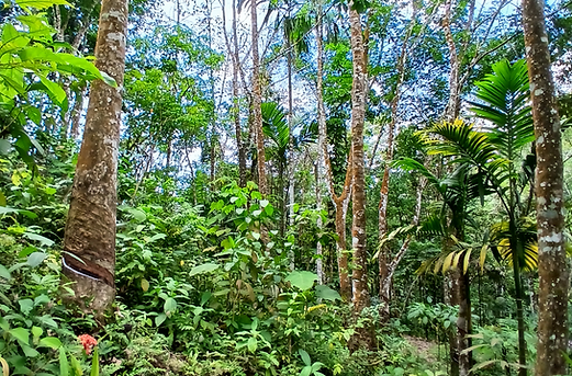 ecotourism sumatra