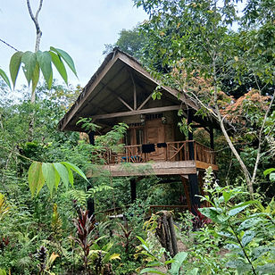 jungle lodge 1 around the hot pool at simolap hot spring