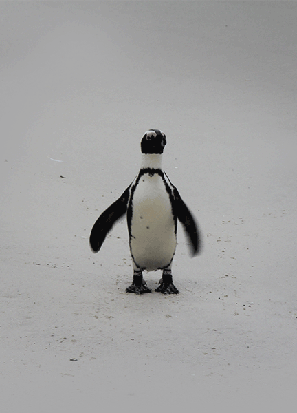 Penguin Police