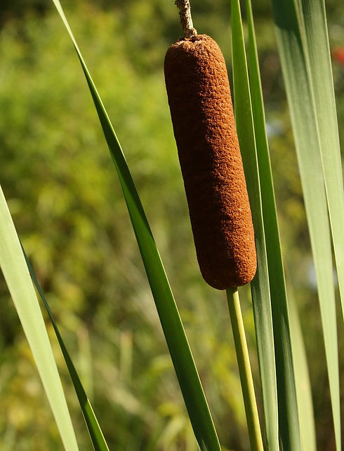 cattail-2909476_1280.jpg