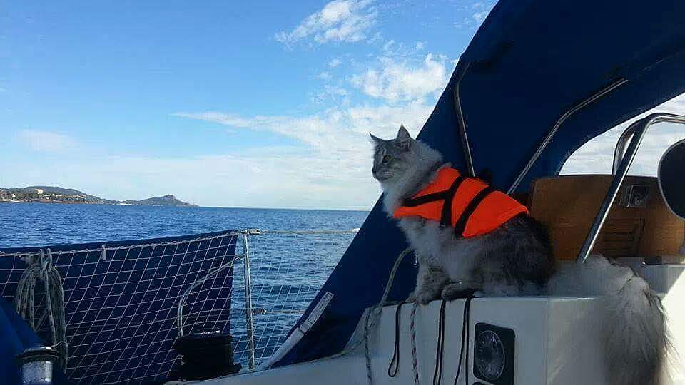 6 Choses Incroyables A Savoir Sur Un Chat 6 Choses Incroyables A Savoir Sur Un Chat