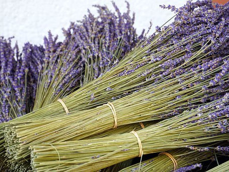 Tehnologia cultivării lavandei. Plantare, fertilizare, întreţinere.