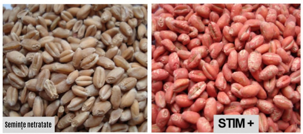 Miniatură: Stim Plus N-31,3%; P2O5-22,6%; K2O-29,7%; MgO-21,2%; B-7%; Cu-7%; Fe-28,3%;