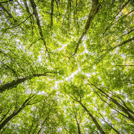 Global Carbon Removal Partnership