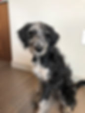 Piper