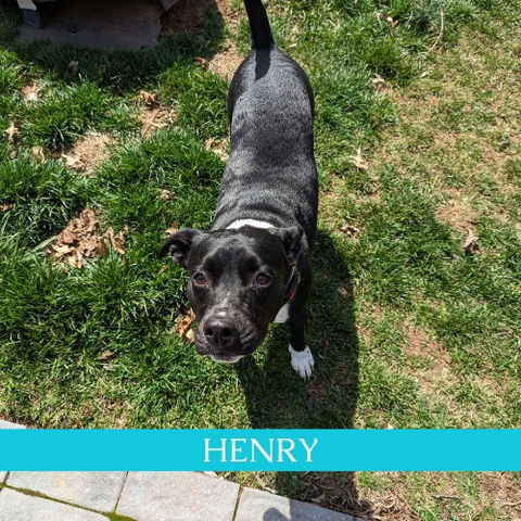 Henry - FDog walking client - FUR BABY CARE NJ