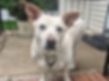 Fur Baby Care NJ - Noel Testimonials
