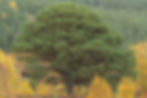 Z97_6600