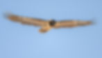 Z99_5627