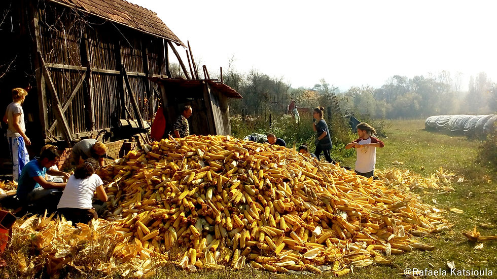 Corn moutain