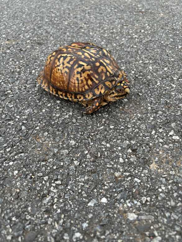 Eastern box turtle showing radiating yellow-orange scute patterns on asphalt — clear species ID shot.