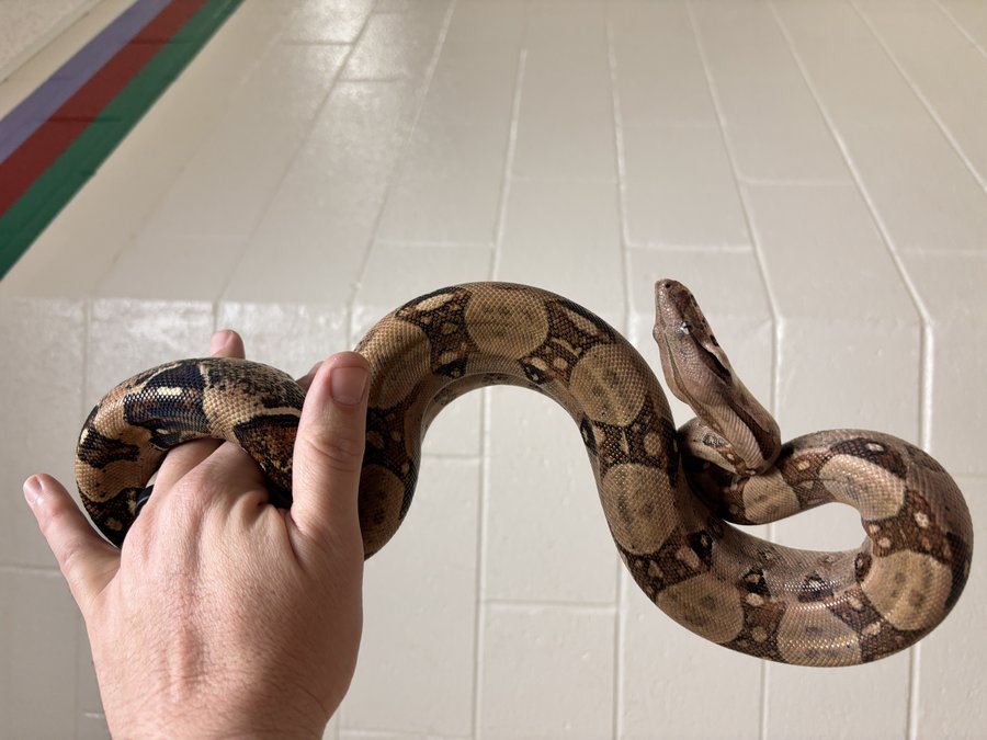 Boa imperator portrait showing saddles and postocular stripe (not a ball python).