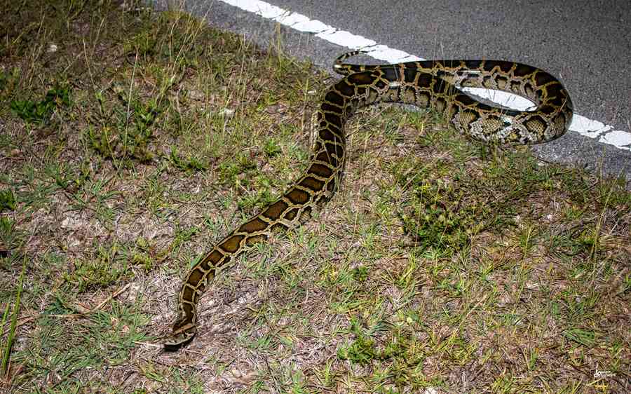 Wild Burmese python in its native range, shown for pattern ID only.
