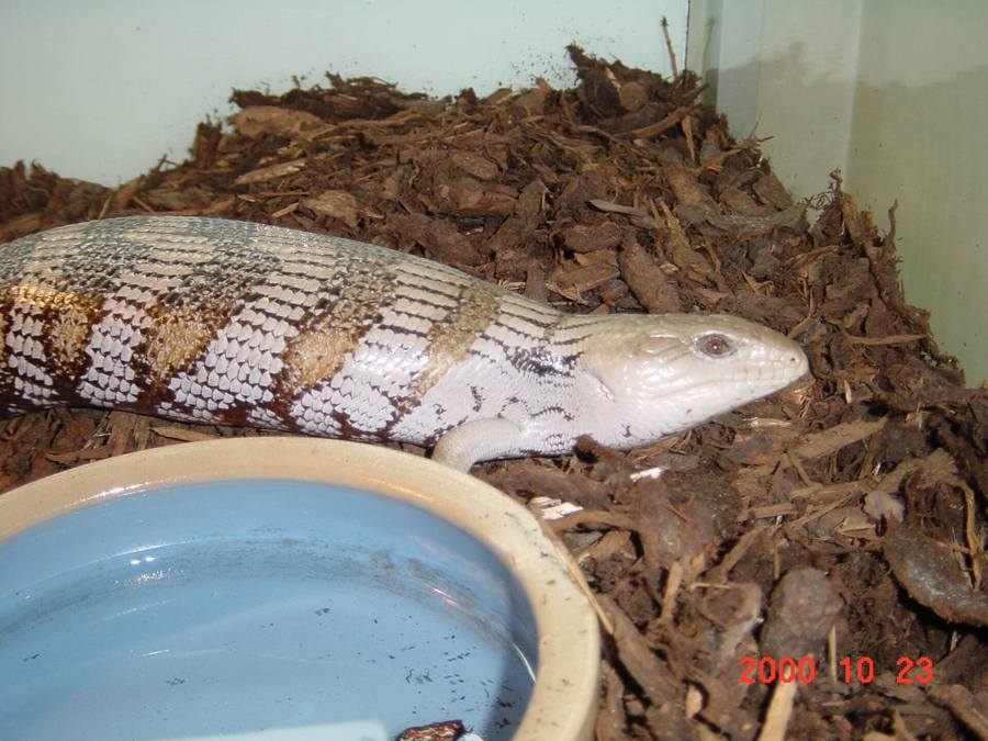 Blue-tongued skink in enclosure with substrate and water dish.