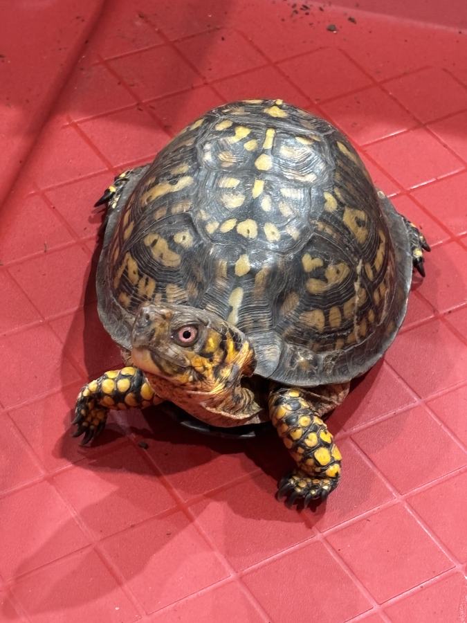 Close-up of a male eastern box turtle with red eye, yellow-spotted forelimbs, and dark claws.