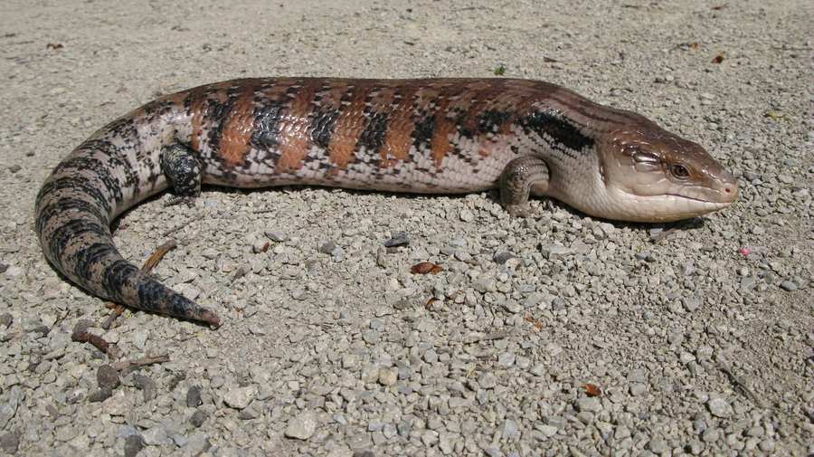 Blue-tongued skink is a trade name for several Tiliqua species. In U.S. homes the common captive-bred pet is usually the northern blue-tongued skink (Tiliqua scincoides intermedia); Indonesian forms such as Tiliqua gigas are also sold and need higher humidity. They need a large f