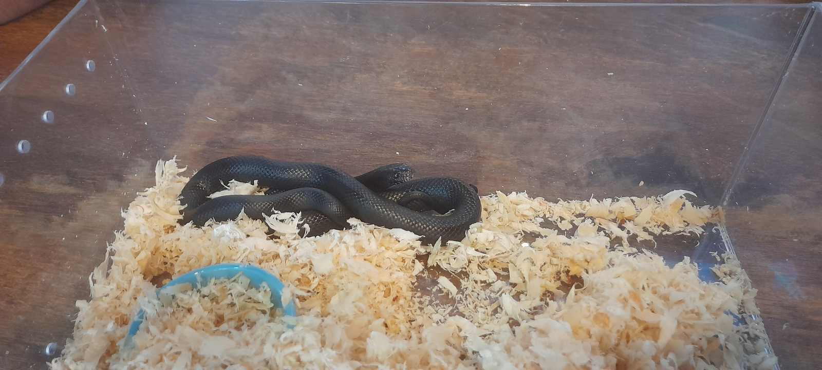 Mexican black kingsnake (Lampropeltis nigrita) — solid glossy black adult; stock photo.