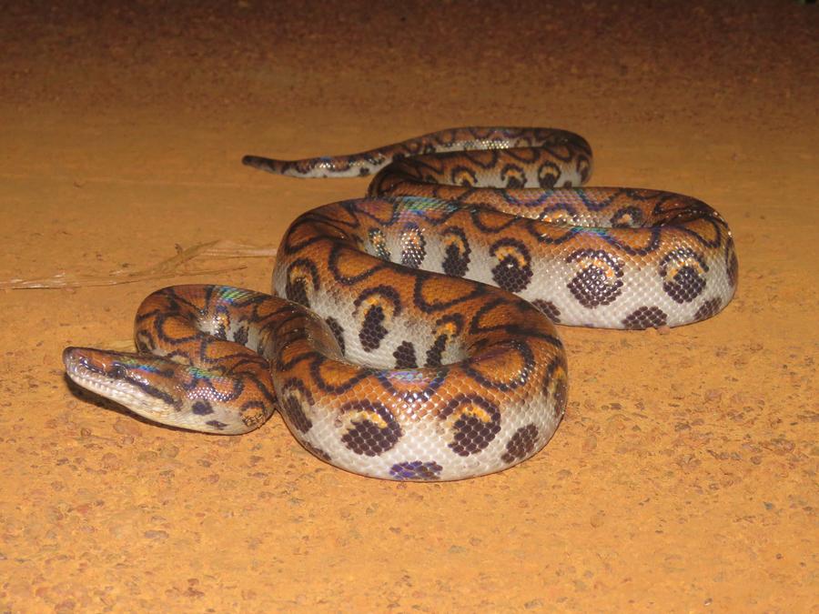 Brazilian rainbow boa full body — orange ground color, side eye-spots, and iridescent sheen.