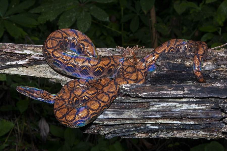 Brazilian rainbow boa resting on a log; blue-purple rainbow sheen visible on scales.