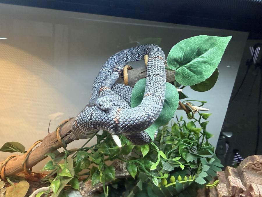 Gray-banded kingsnake utilizing climbing enrichment.