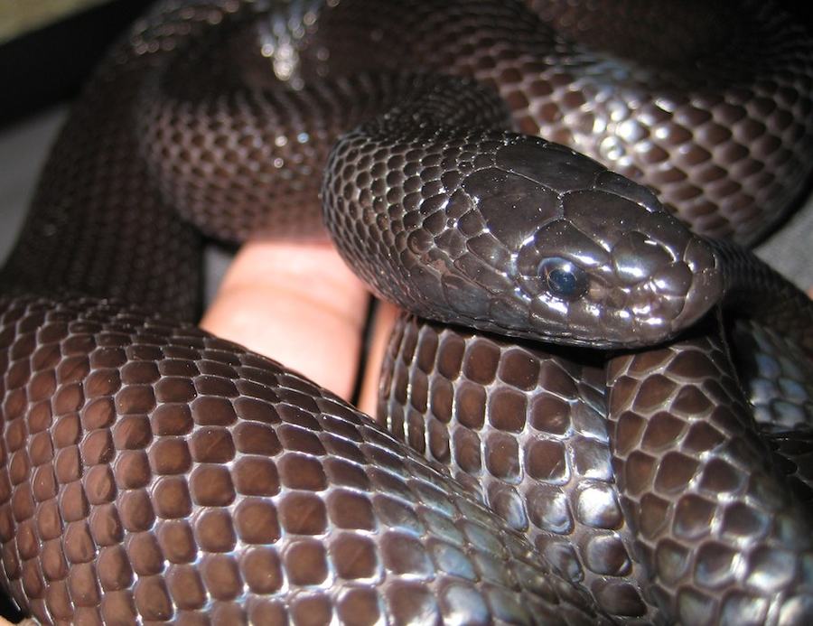 The Mexican black kingsnake is a glossy, nearly solid-black kingsnake from northwestern Mexico and nearby border country. Current taxonomy usually lists it as Lampropeltis nigrita (older labels often say Lampropeltis getula nigrita). They do well with a secure enclosure, a re