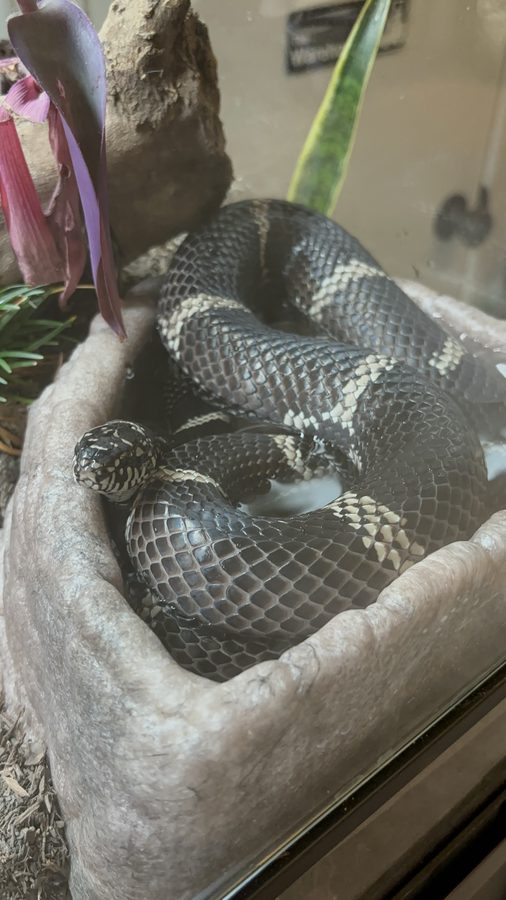 California kingsnake coiled in a water bowl on substrate.