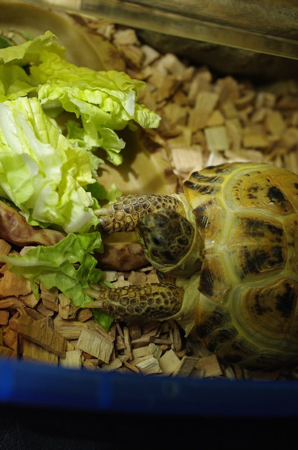 Russian tortoise feeding leafy greens in a captive setup — high-fiber weeds/grasses are the staple; fruit is not. Stock photo (Wikimedia Commons, CC0, Antanana).