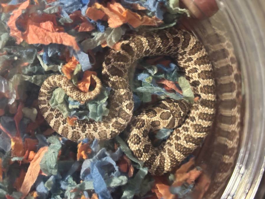 Western hognose hatchling on paper bedding