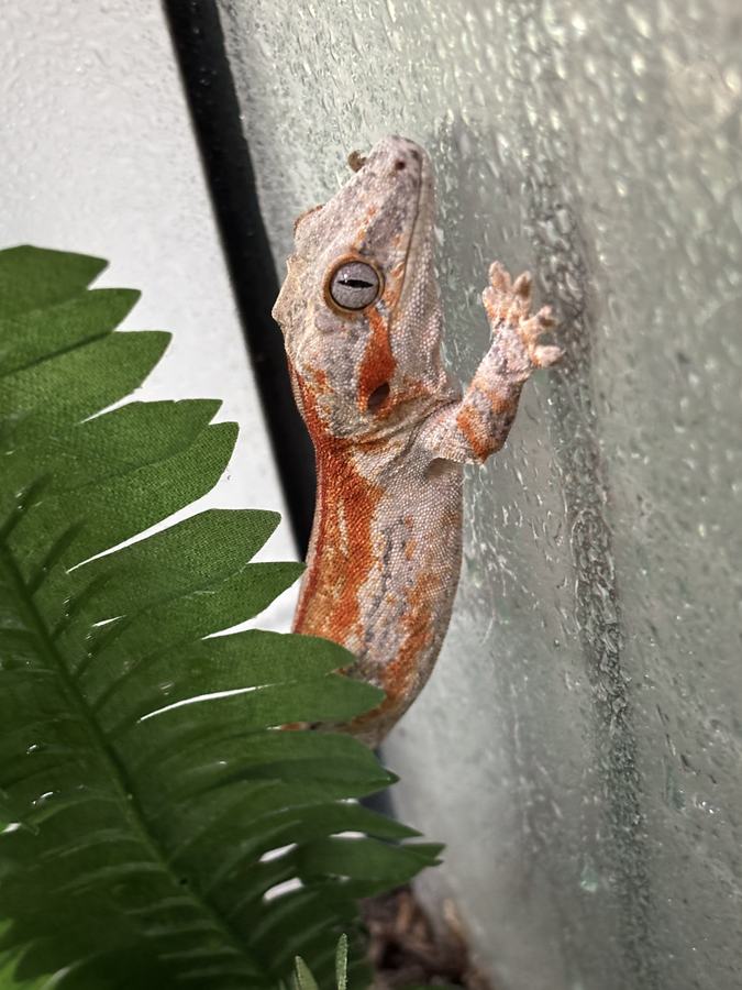 Gargoyle gecko clinging to glass after misting — humidity/body-language still, not hand-handling; knobby head vs crested cilia.
