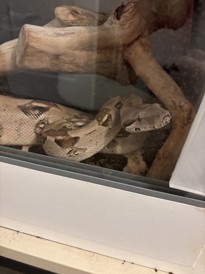 Boa imperator in vivarium with substrate and wood enrichment.