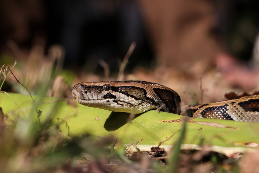 Burmese python head — dark arrowhead blotch and through-eye stripe (Python bivittatus).