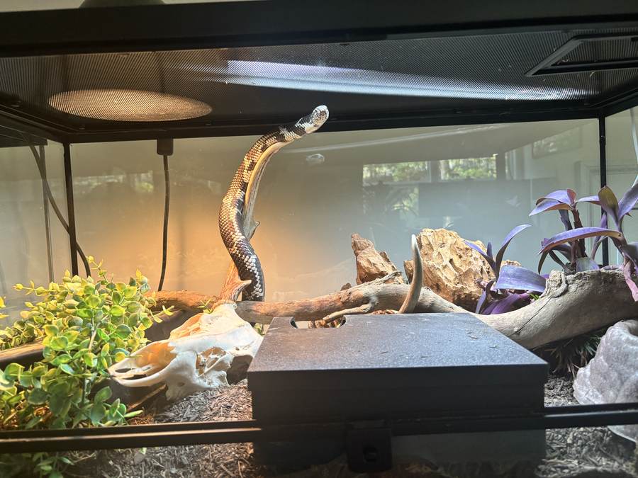 California kingsnake exploring a furnished enclosure.