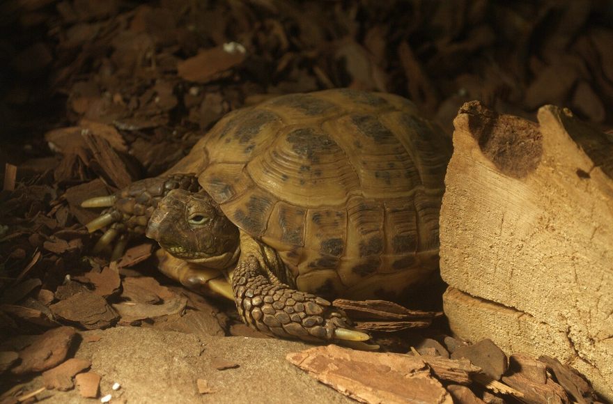 The Russian tortoise is a small Central Asian digger kept for a manageable shell size and a tough, dry-country habit. They need floor space, a hot basking surface, UVB, and a high-fiber weed-and-grass diet. They are not a desk pet in a 20-gallon tank, and an adult does best with