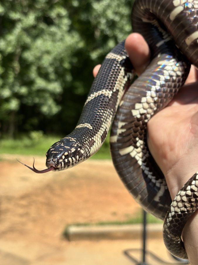 California kingsnake (banded) during handling — black/cream bands, not milk or gray-banded.