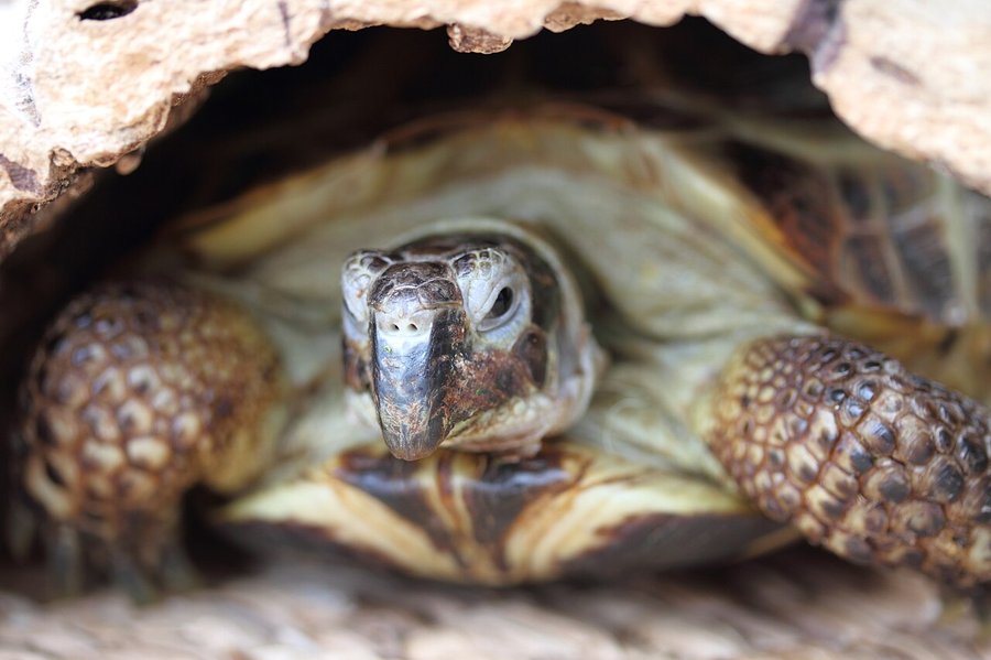 Russian tortoise using a cork-bark hide — retreats and humid hides matter for juveniles; floor stays mostly dry. Stock photo (Wikimedia Commons, CC BY-SA 4.0, Schorle).